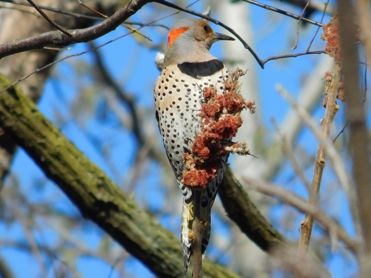 Northern Flicker - ML554990001