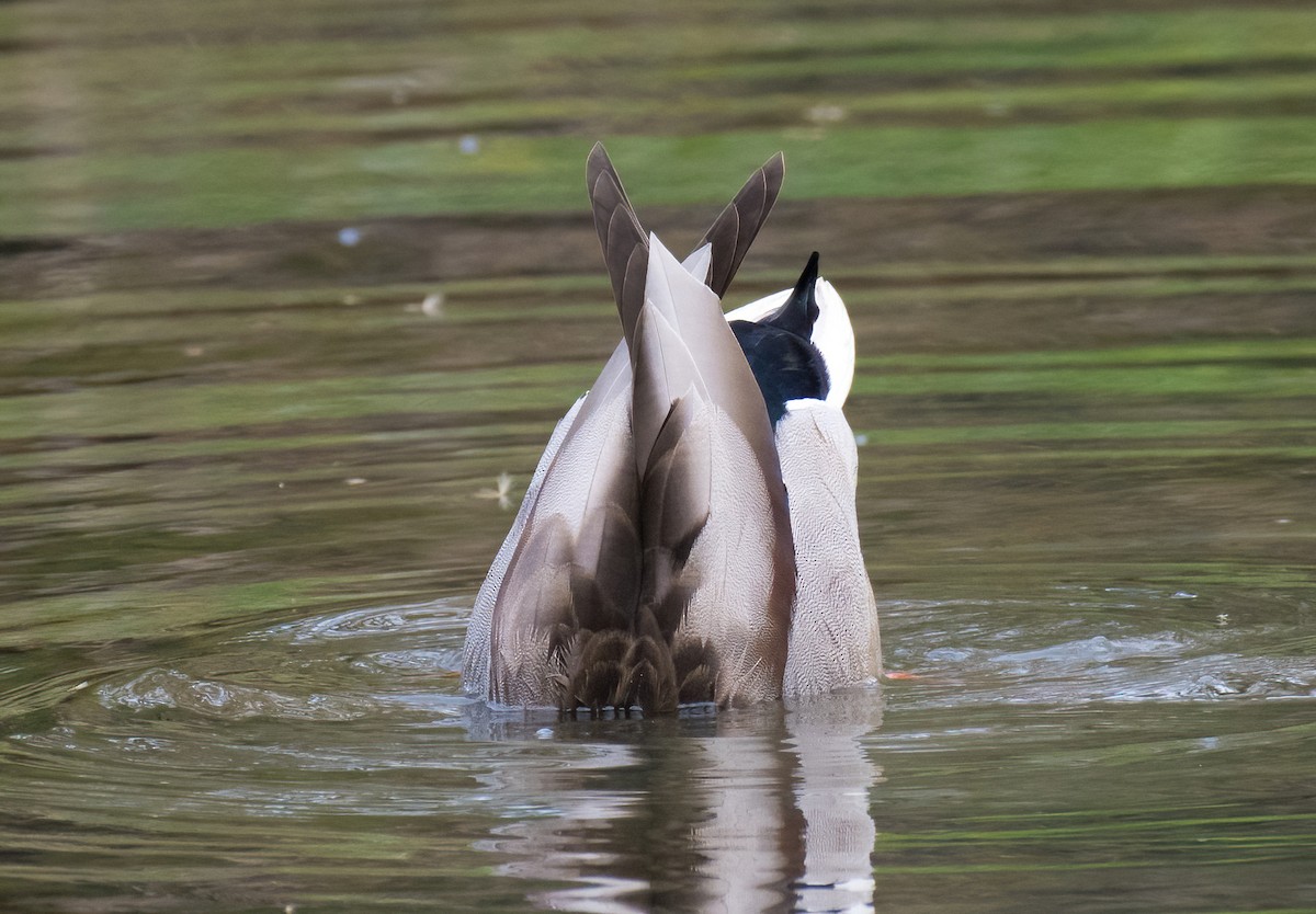 Mallard - Greg Darone