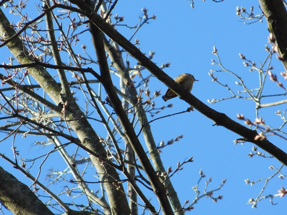 Red-breasted Nuthatch - ML554990071