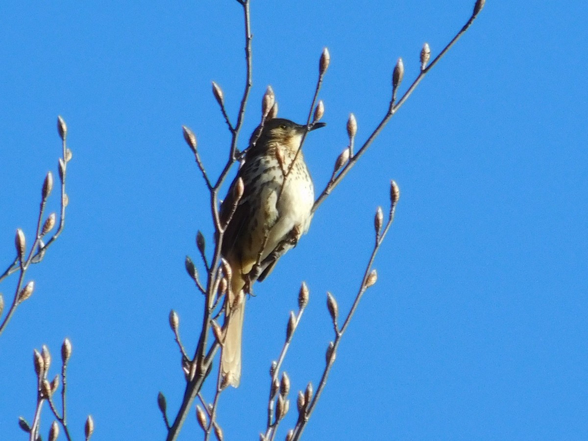 Brown Thrasher - ML554990091