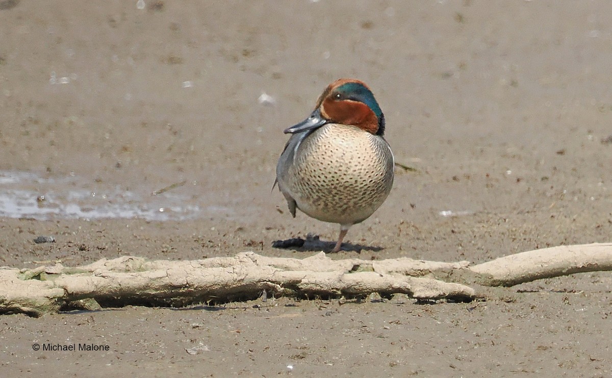 Green-winged Teal - Michael Malone