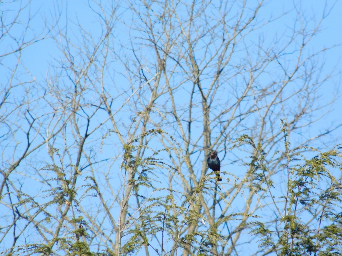 Brown-headed Cowbird - ML554990291