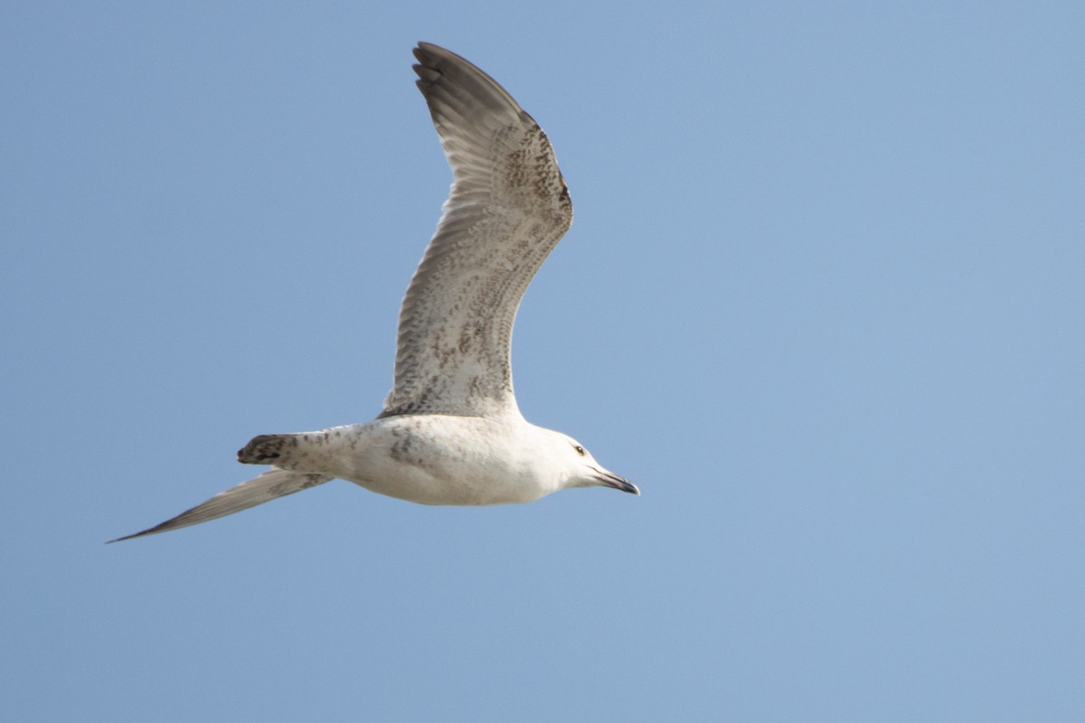 Caspian Gull - Letty Roedolf Groenenboom