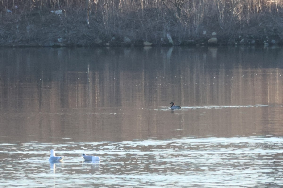 Canvasback - ML554990731