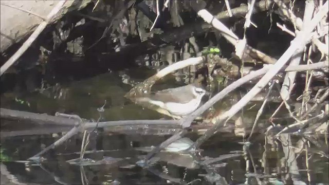 Louisiana Waterthrush - ML554990751