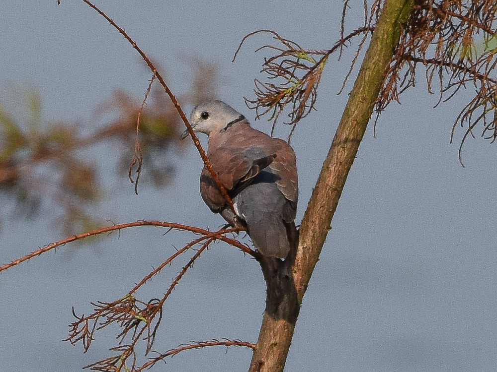 Red Collared-Dove - ML554990791