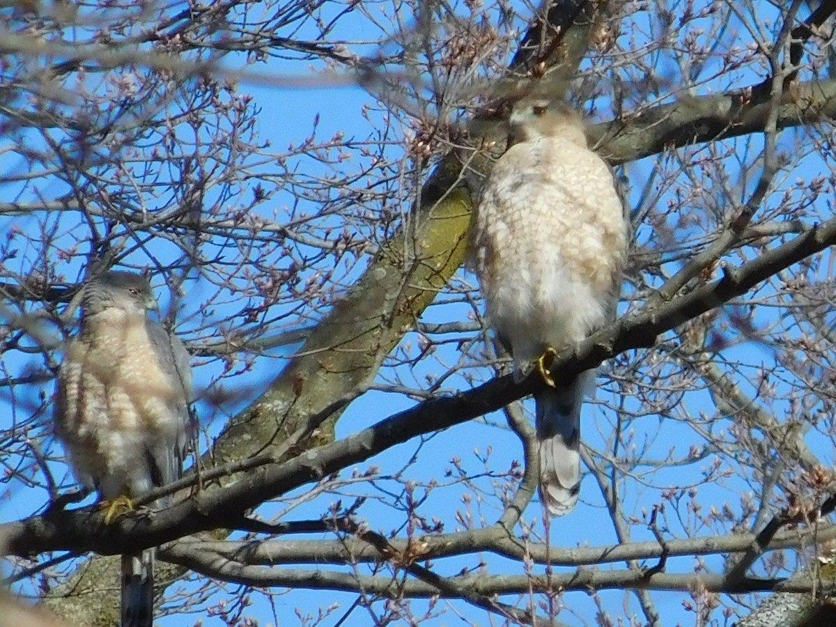 Cooper's Hawk - ML554990831