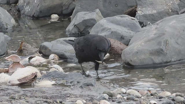 American Crow - ML554990931