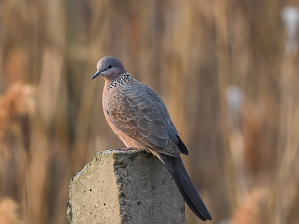Spotted Dove - Xueping & Stephan Popp