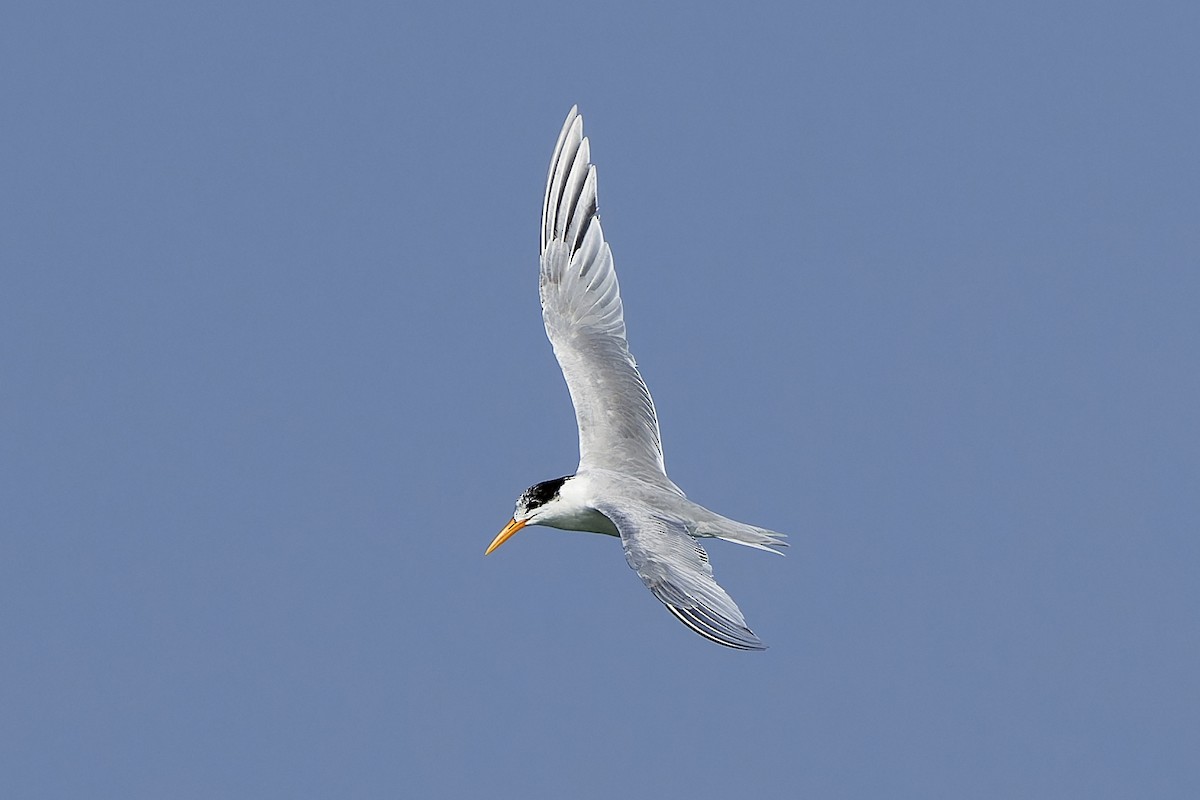 Lesser Crested Tern - ML554991911