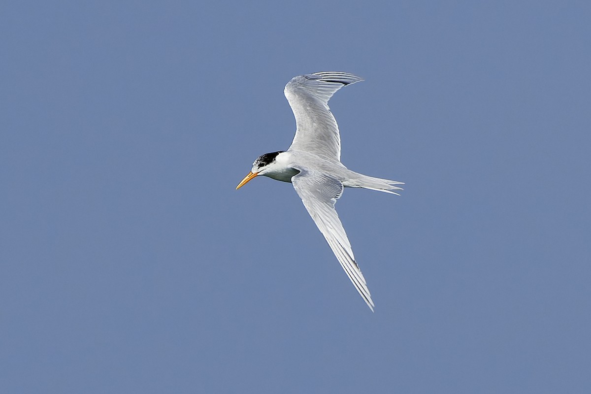 Lesser Crested Tern - ML554991921