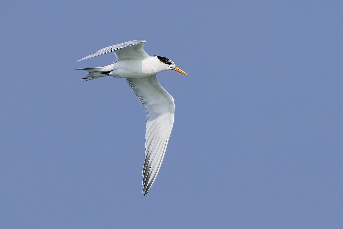 Lesser Crested Tern - ML554992111