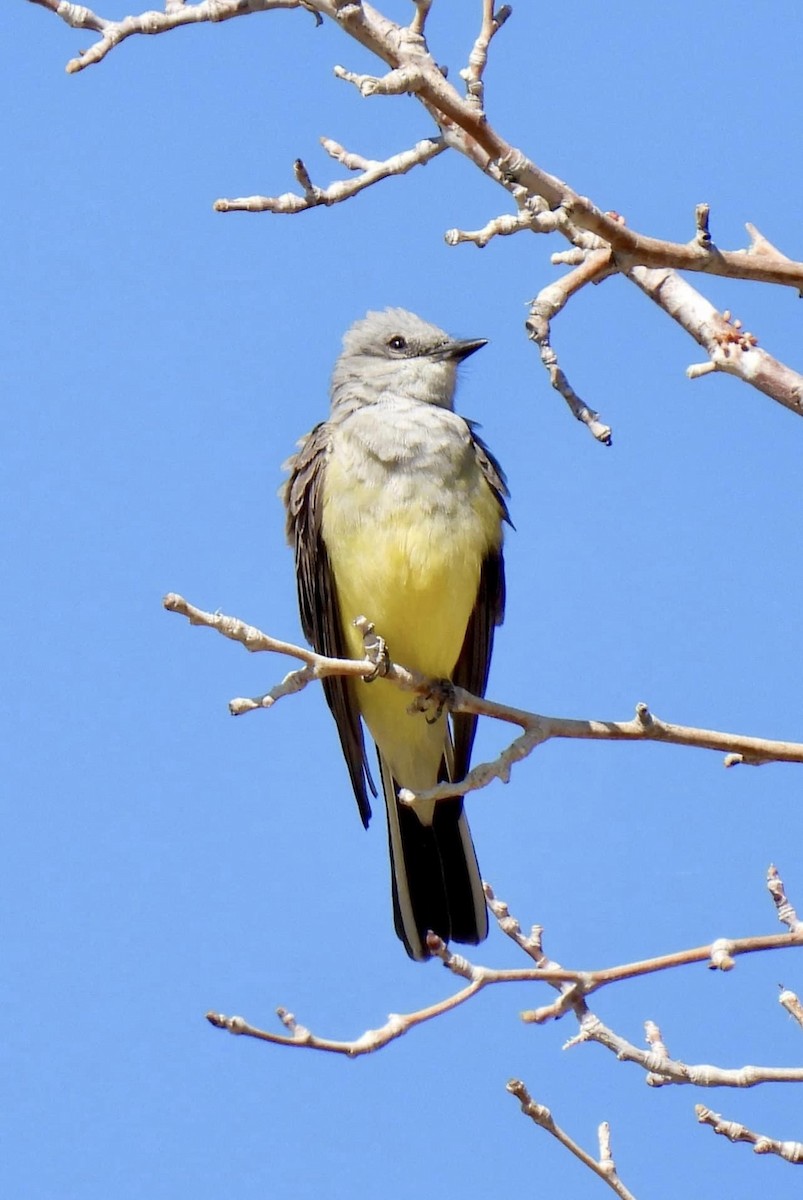 Western Kingbird - ML554992131