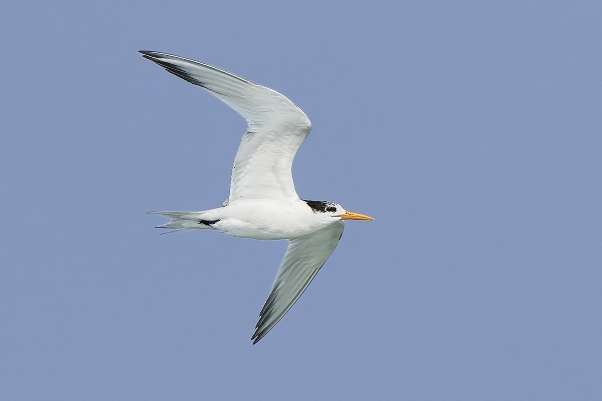 Lesser Crested Tern - ML554992301