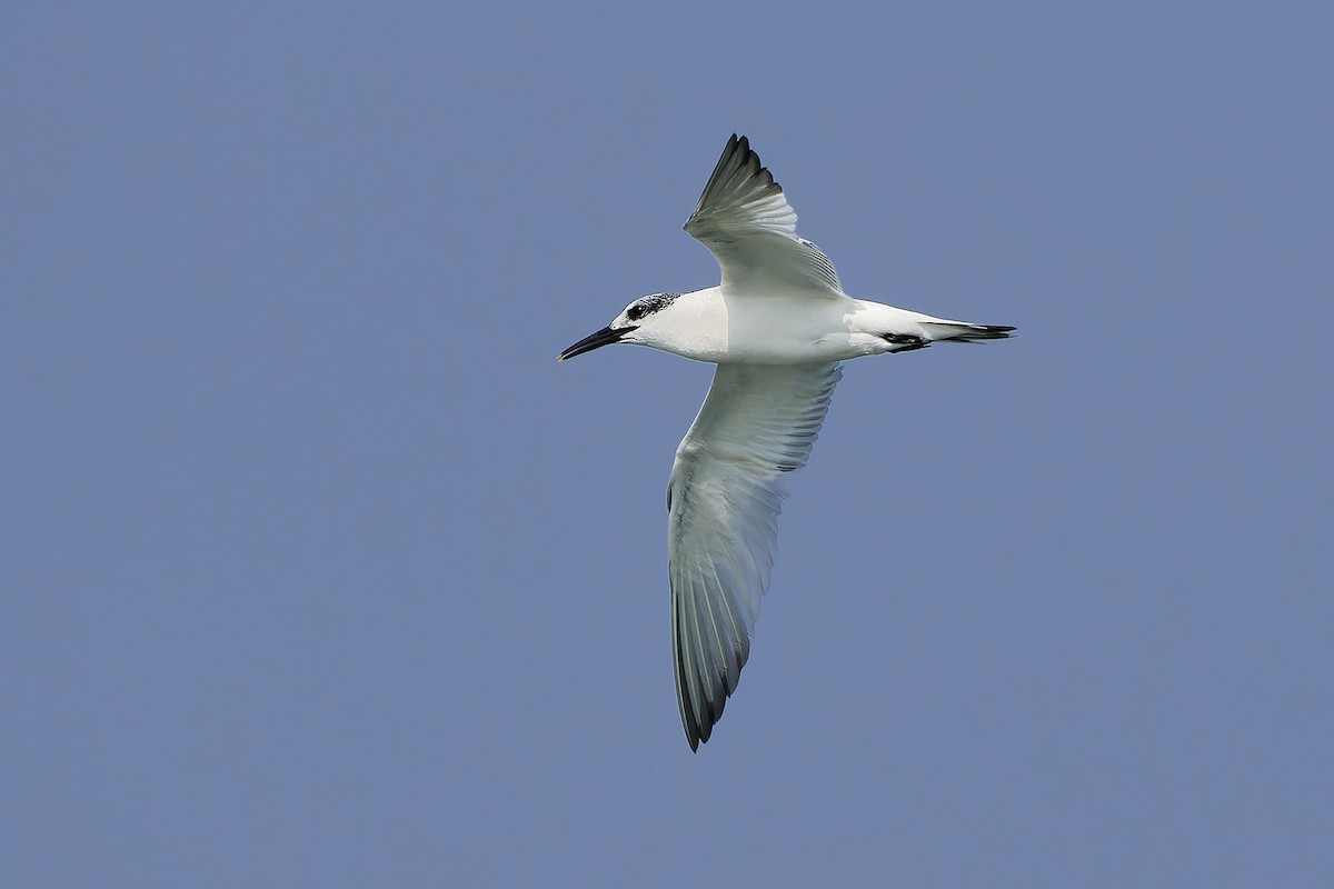 Sandwich Tern (Eurasian) - ML554992591