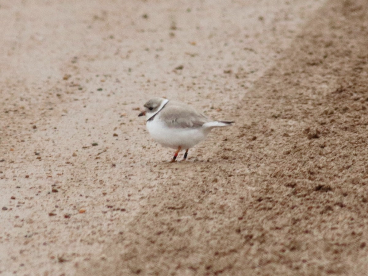 Piping Plover - ML55499321