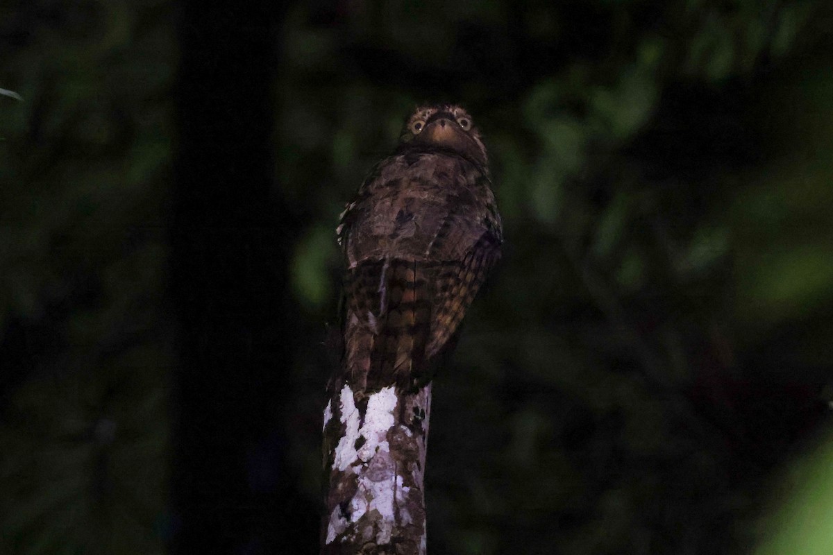 Long-tailed Potoo - ML554994741