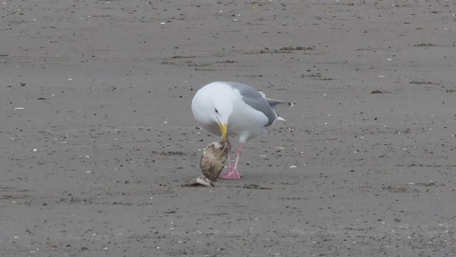 Hybride Goéland d'Audubon x G. à ailes grises - ML554995091