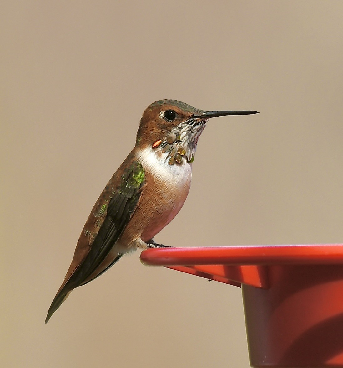 Rufous Hummingbird - ML554995181