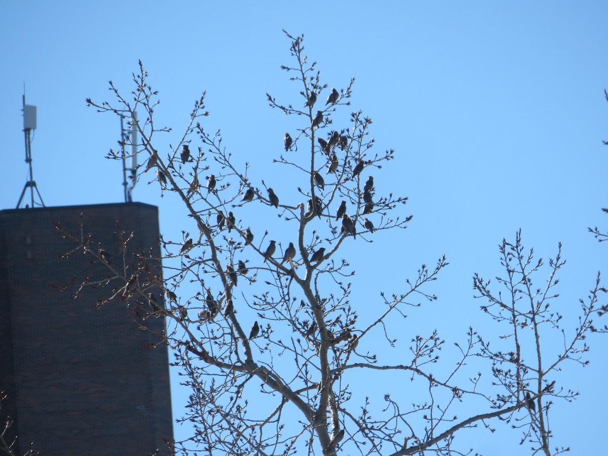 Bohemian Waxwing - Christine Cote