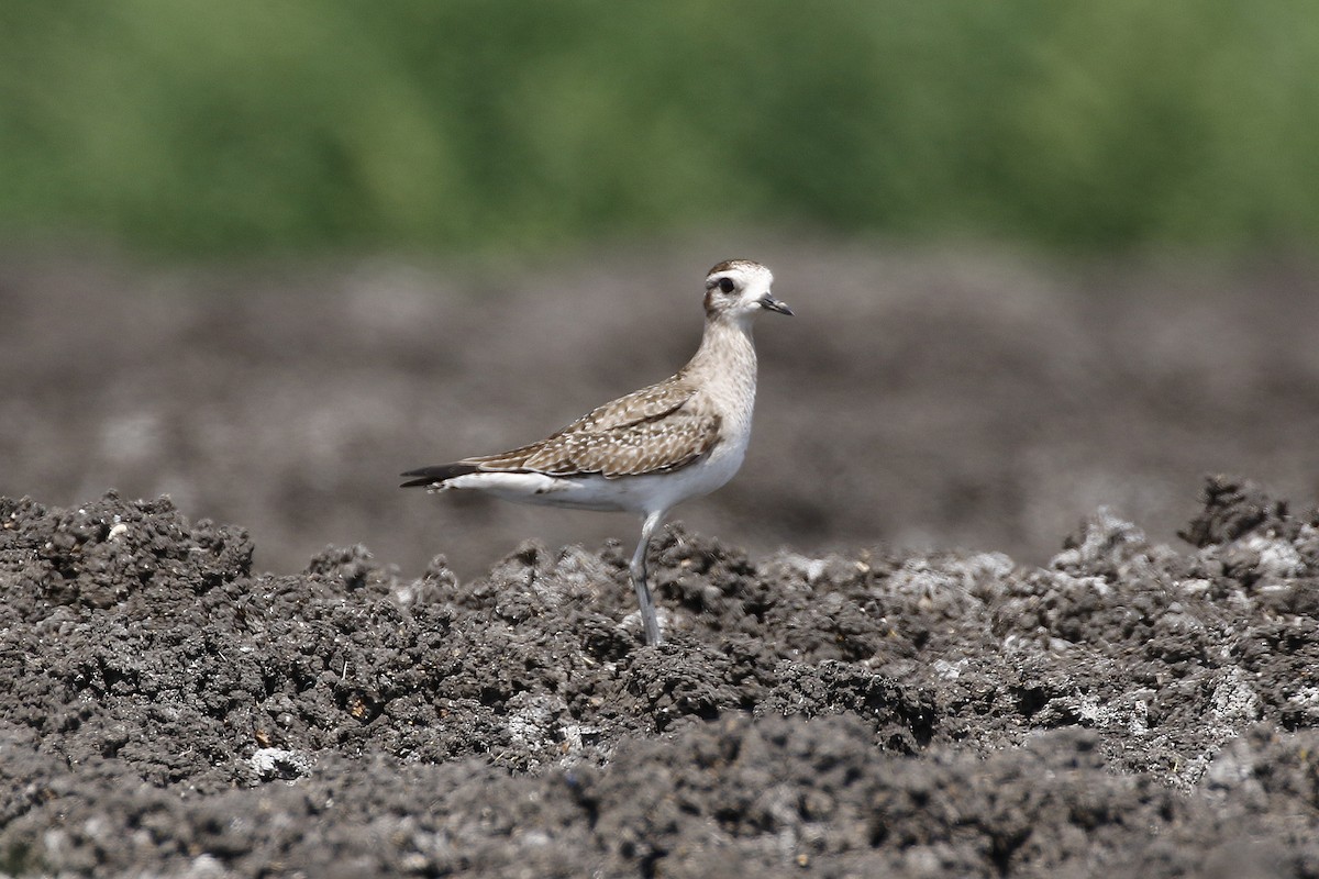 American Golden-Plover - David McQuade