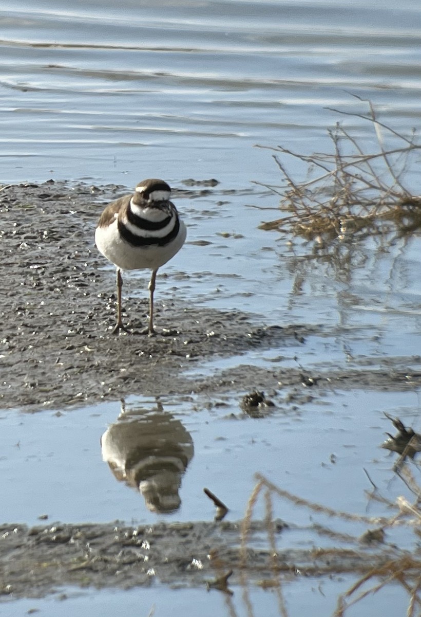 Killdeer - ML554996511