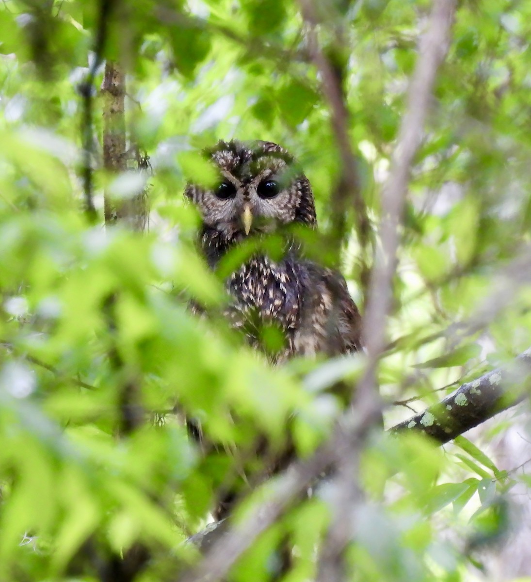 Barred Owl - ML554996651