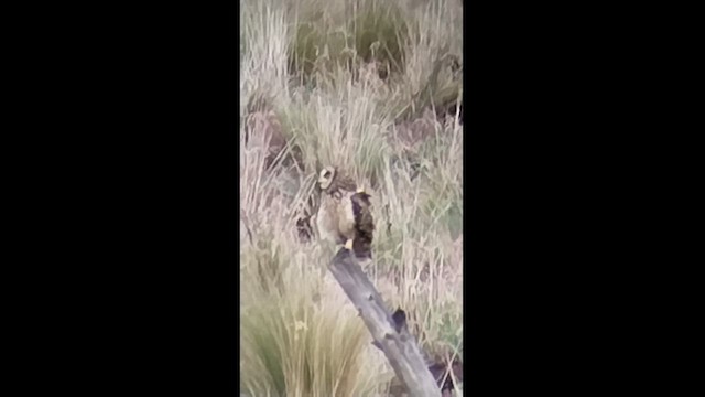 Short-eared Owl - ML554996691