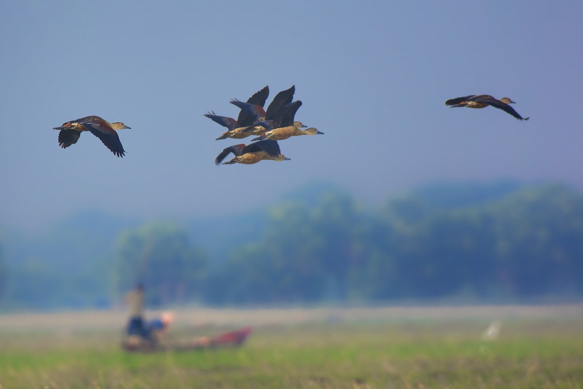 Lesser Whistling-Duck - ML554996871