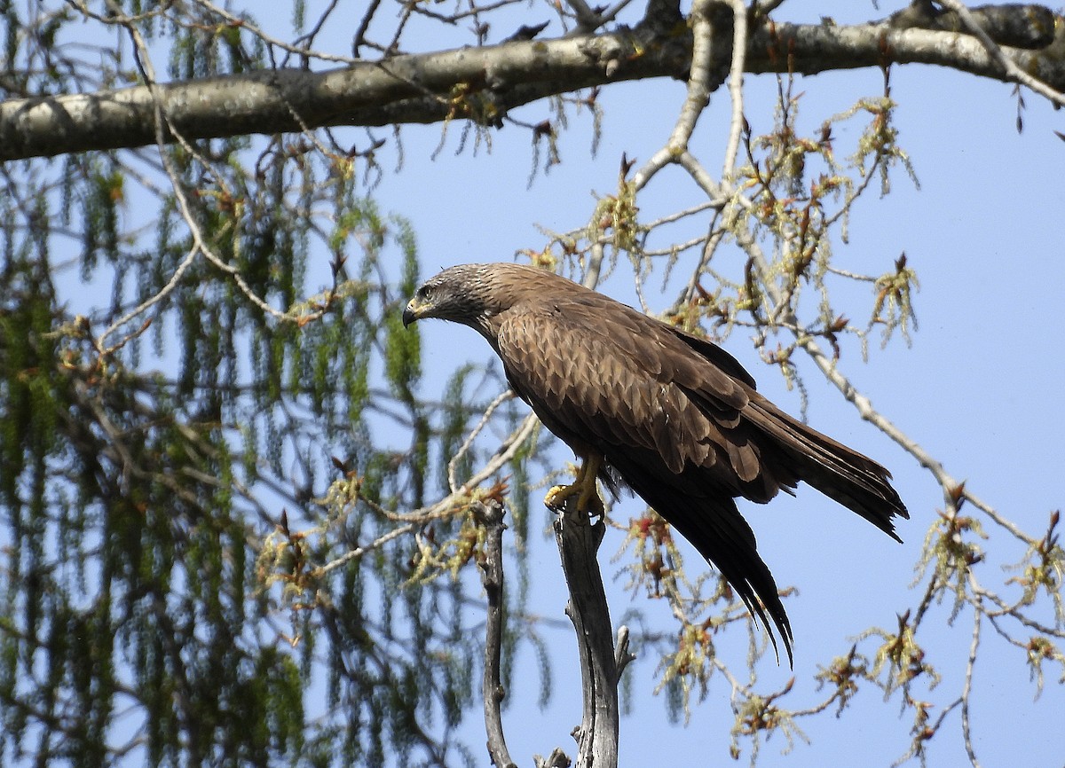 Black Kite - Alfonso Rodrigo