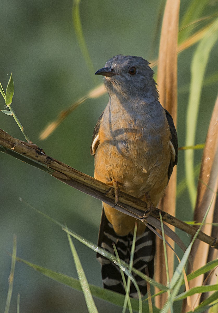 Plaintive Cuckoo - ML554997751