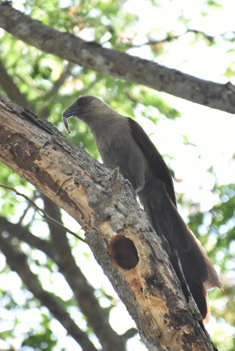 Andaman Coucal - ML554997951
