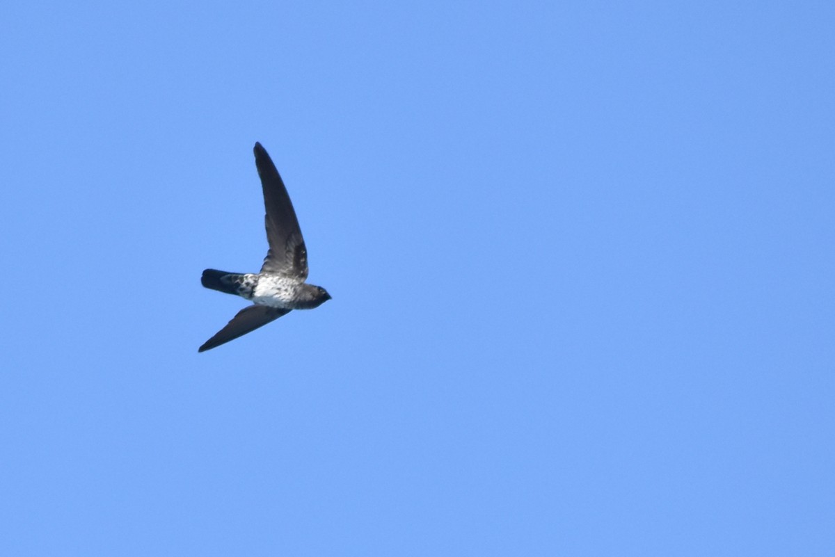 Plume-toed Swiftlet - ML554998001