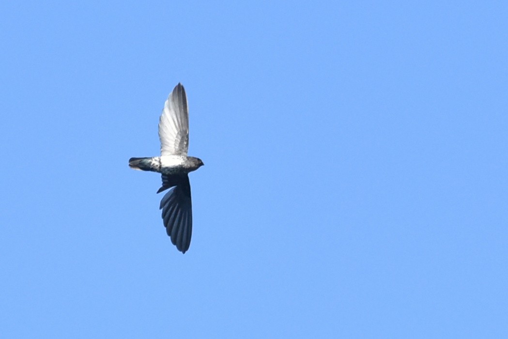 Plume-toed Swiftlet - ML554998011