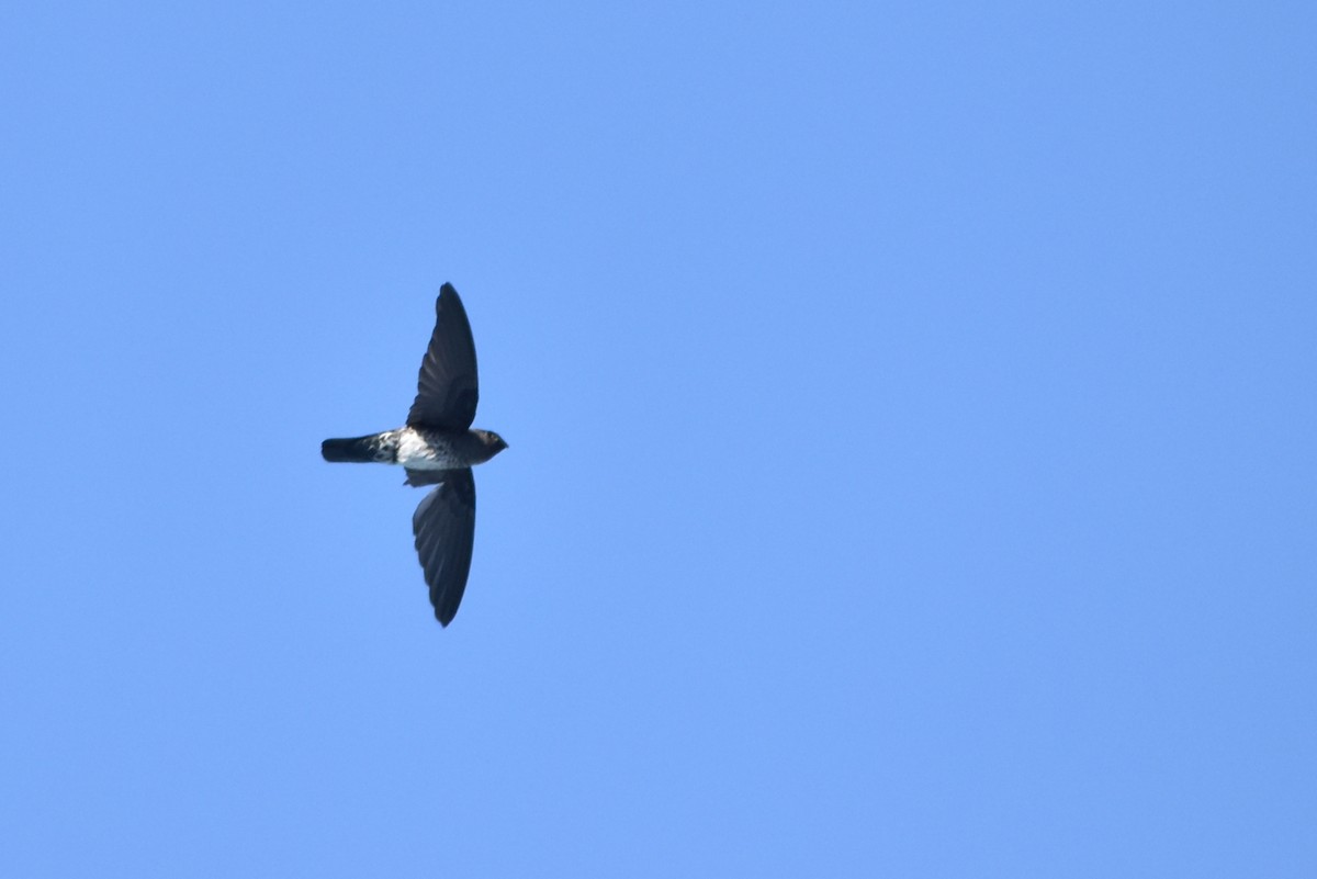 Plume-toed Swiftlet - ML554998021