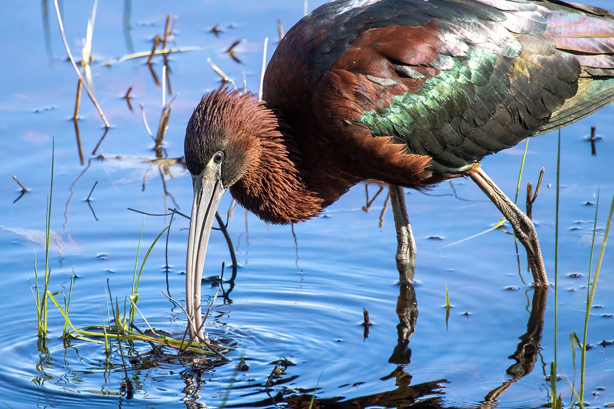 Glossy Ibis - Hugh Howarth