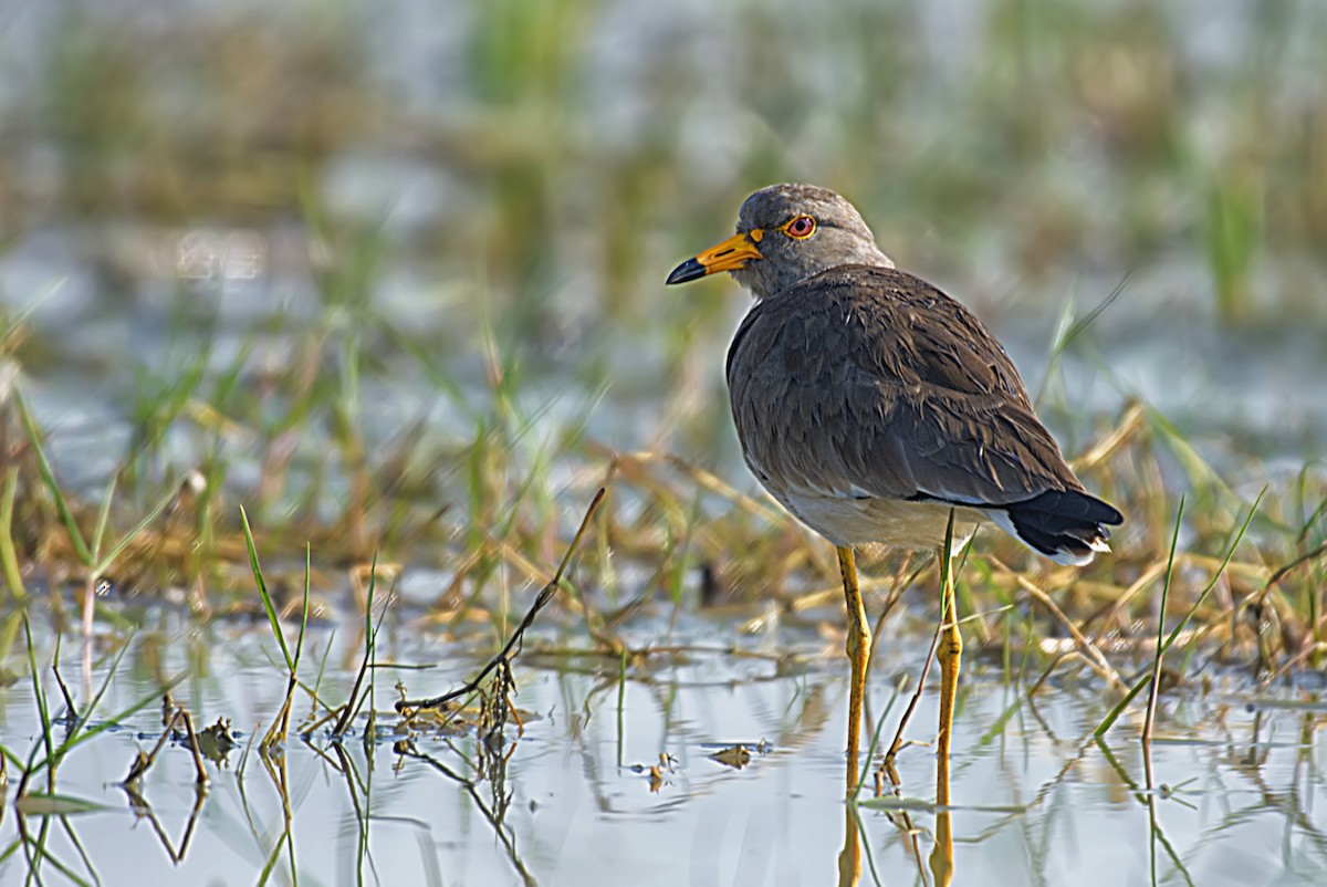 Gray-headed Lapwing - SAPTARSHI MUKHERJEE