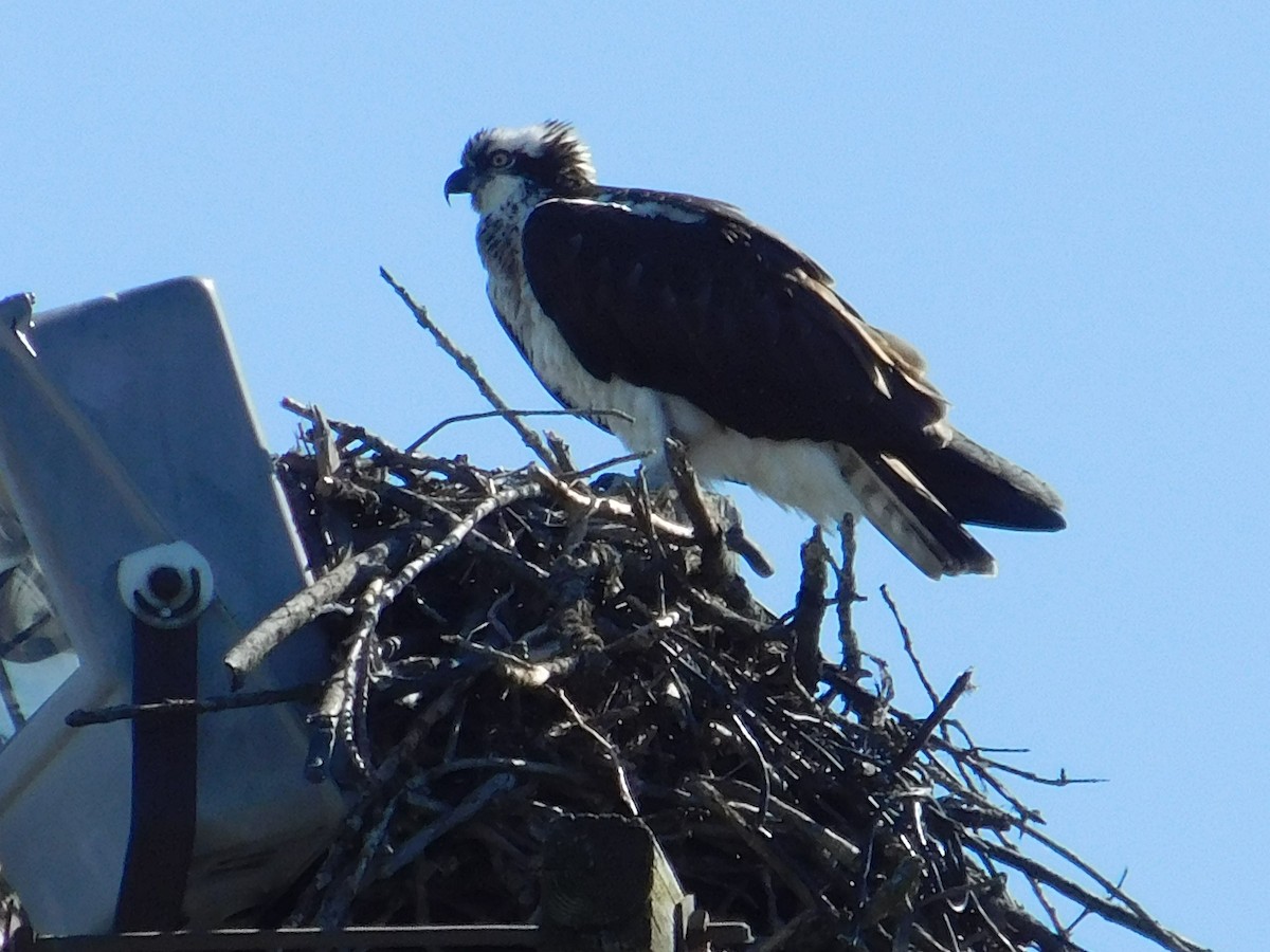 Загасч явлаг - ML554998231