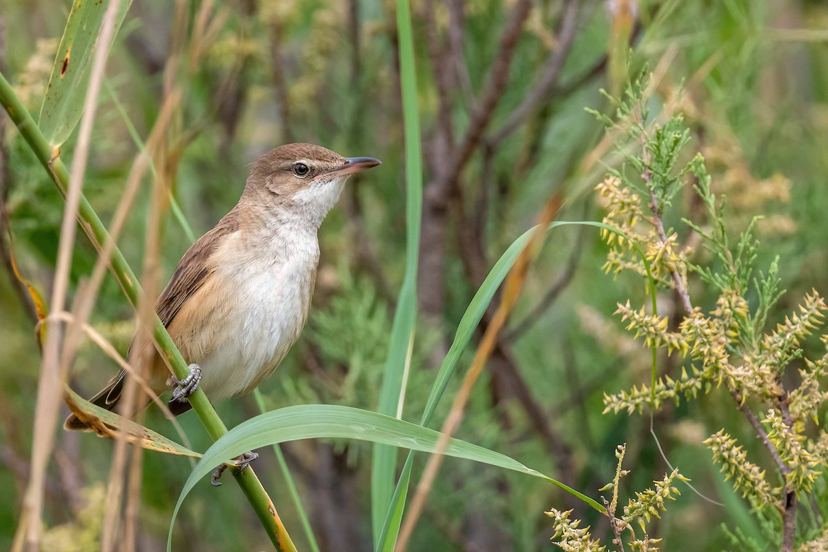 Great Reed Warbler - ML554998671