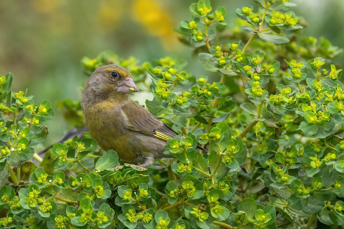 European Greenfinch - ML554998941