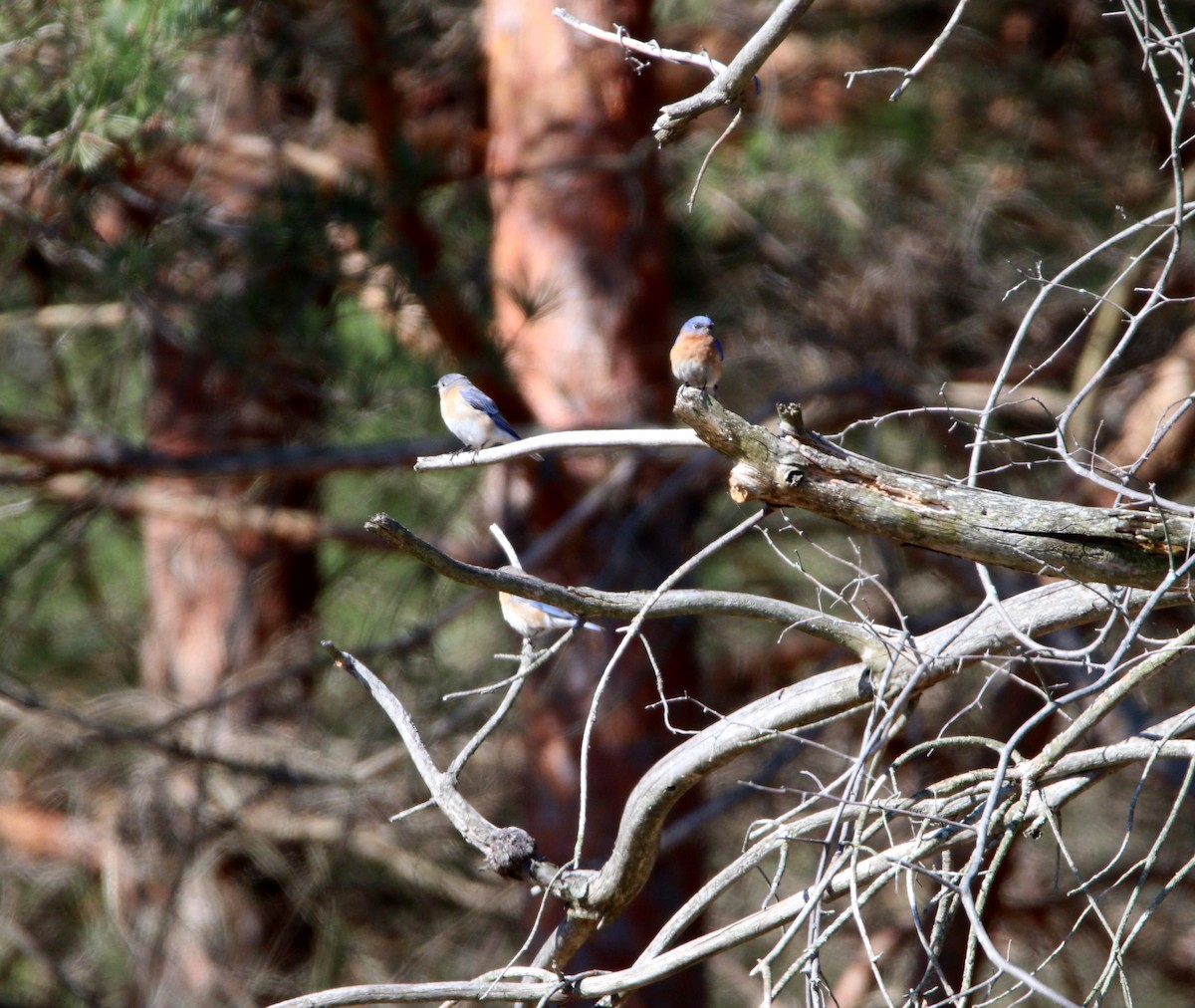 Eastern Bluebird - ML554999671