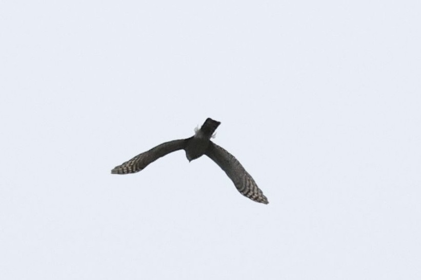 Sharp-shinned Hawk - ML554999681