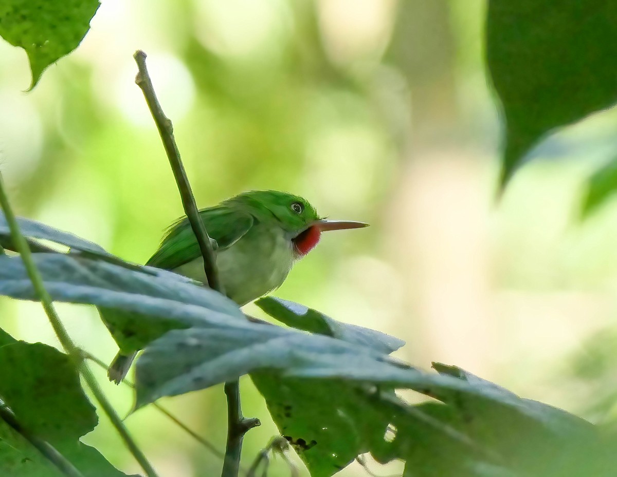 Jamaican Tody - ML555000111