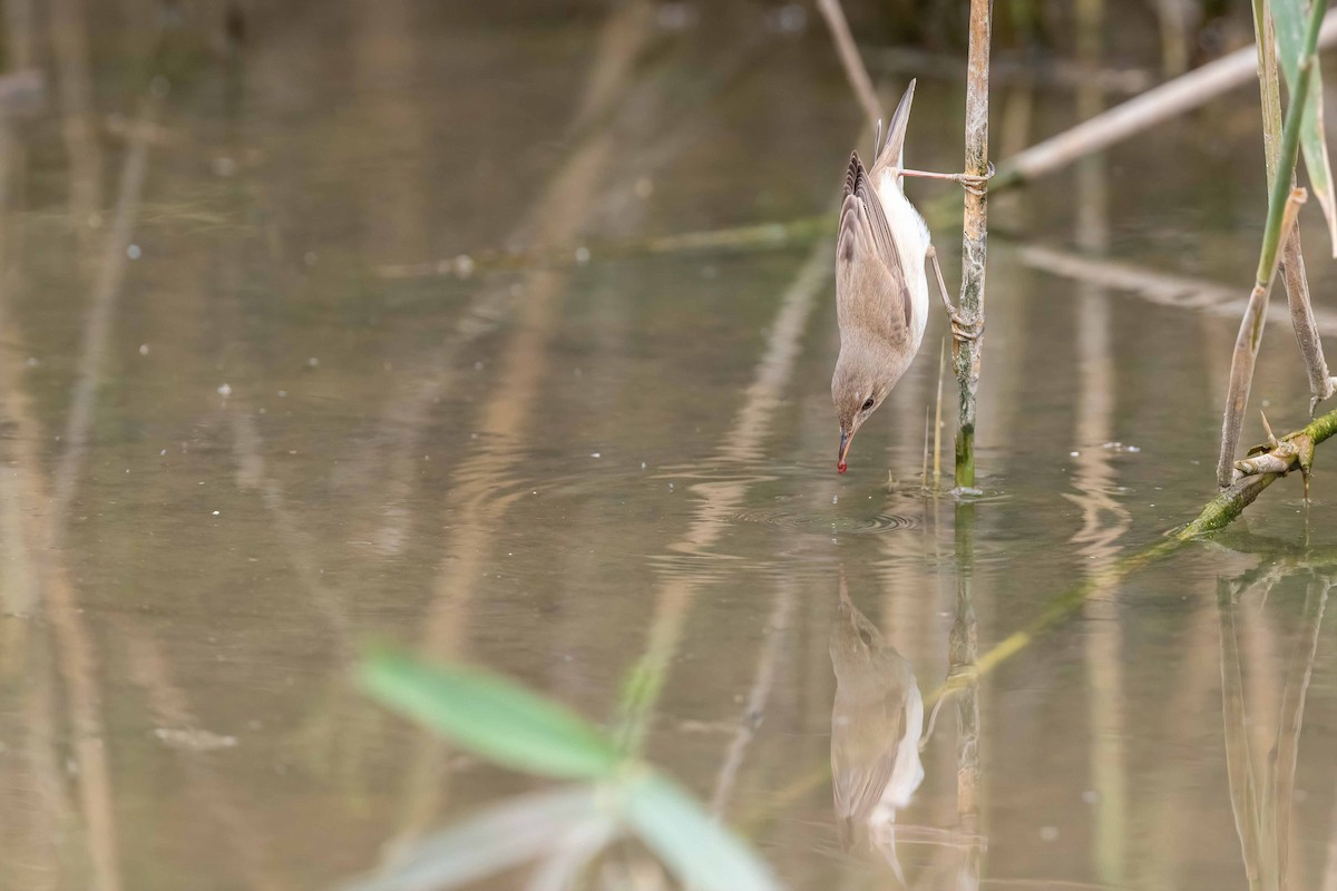 Common Reed Warbler - ML555000181