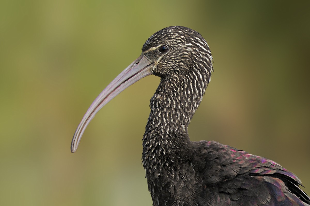 ibis hnědý - ML555000201