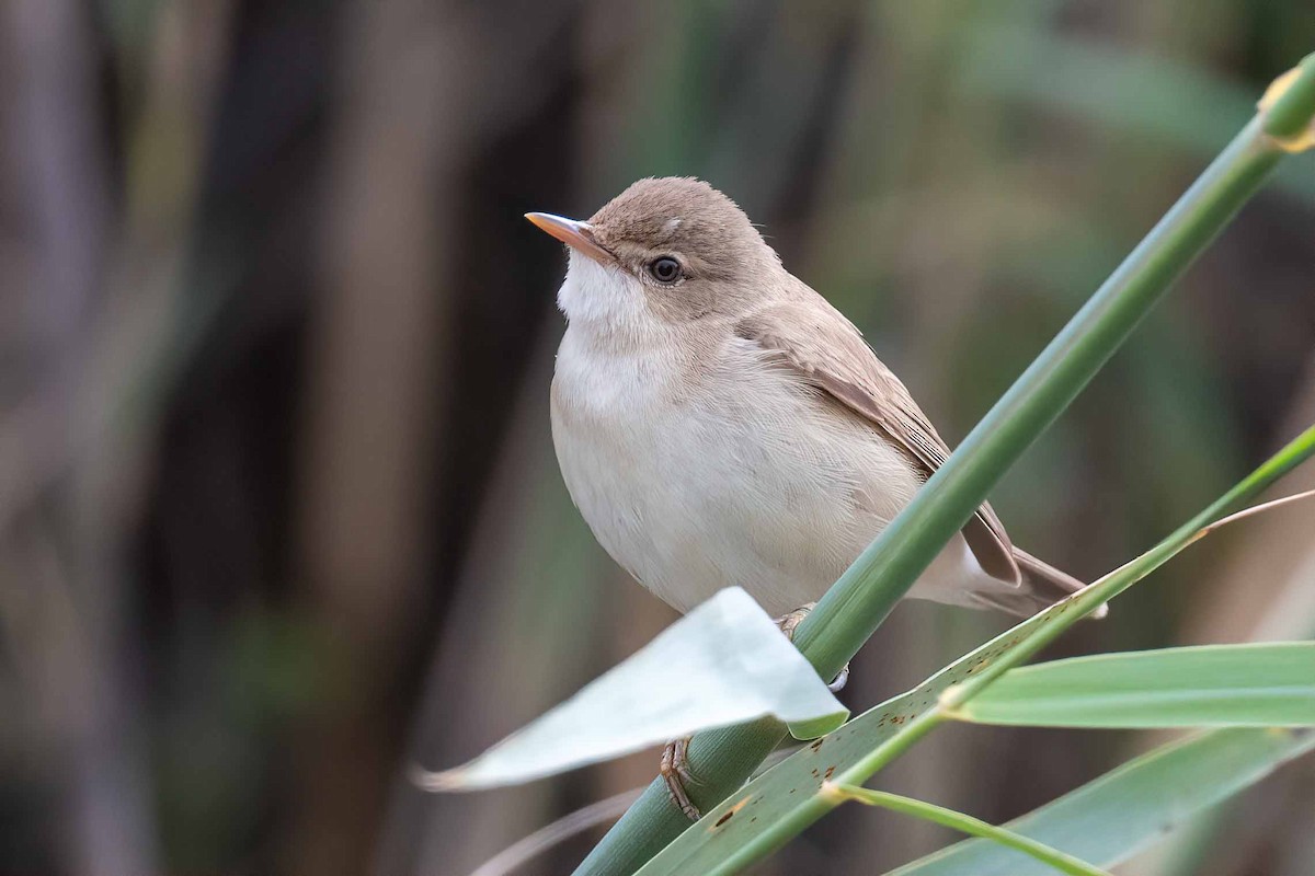 Common Reed Warbler - ML555000211