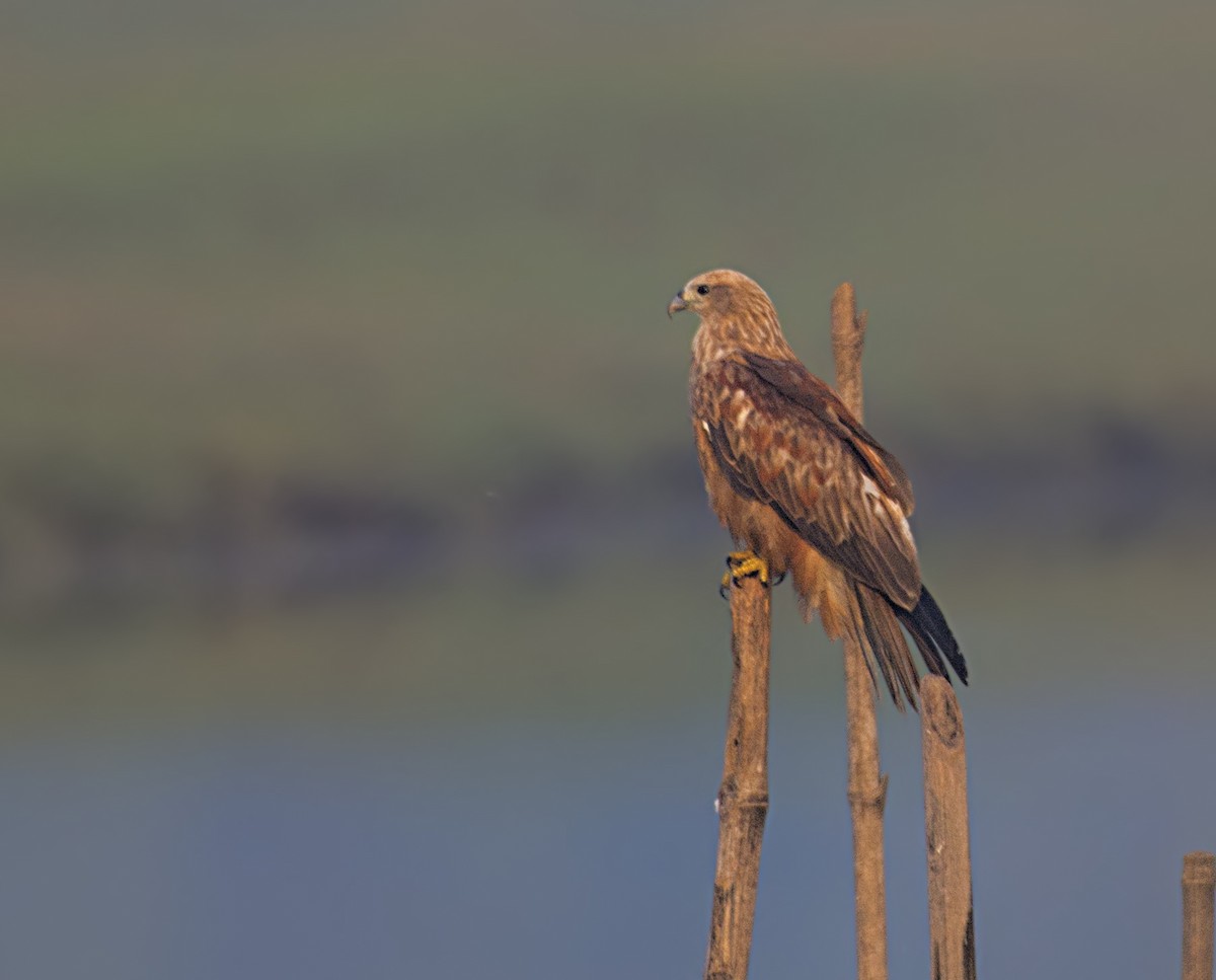 Brahminy Kite - ML555000421