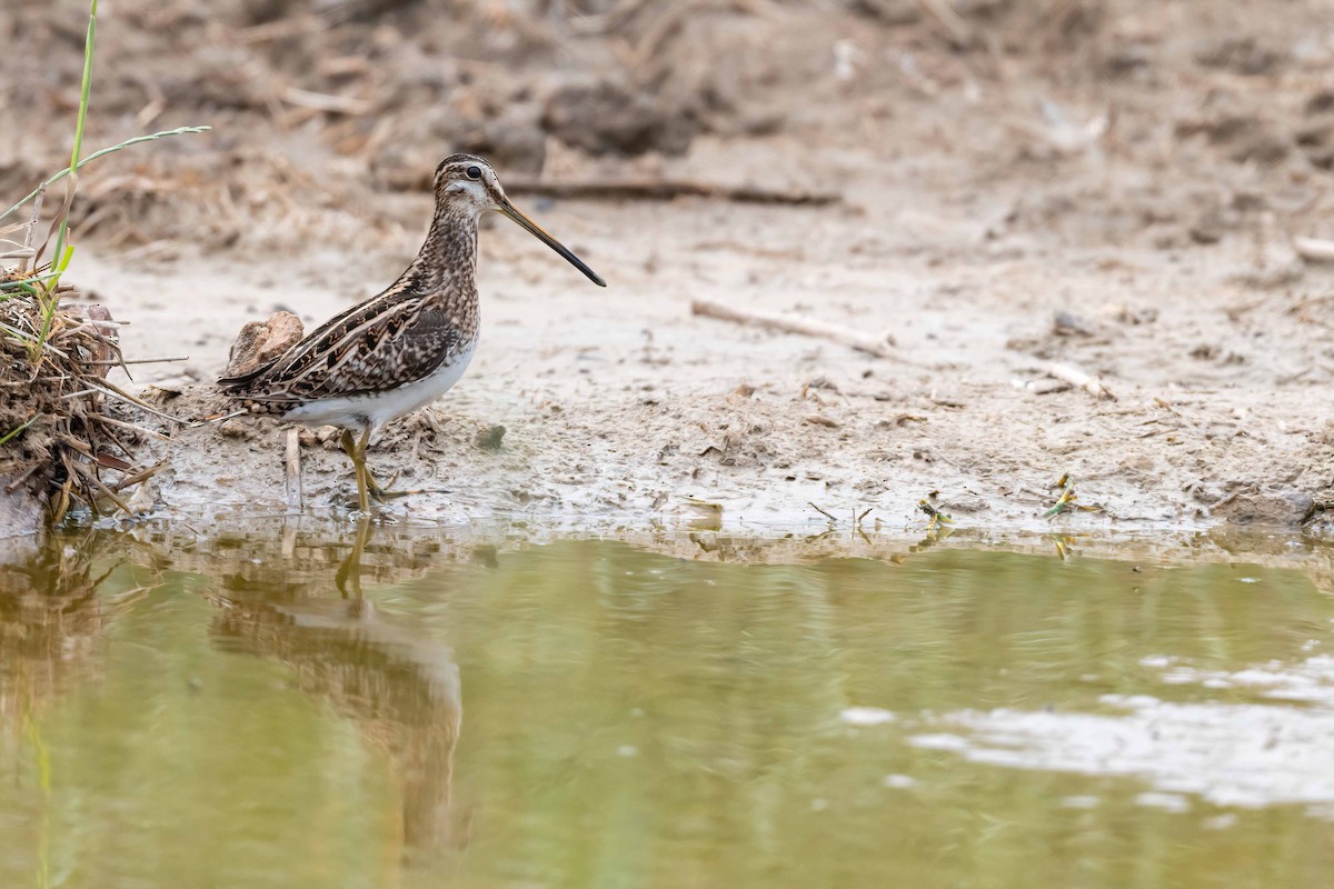 Common Snipe - ML555000461