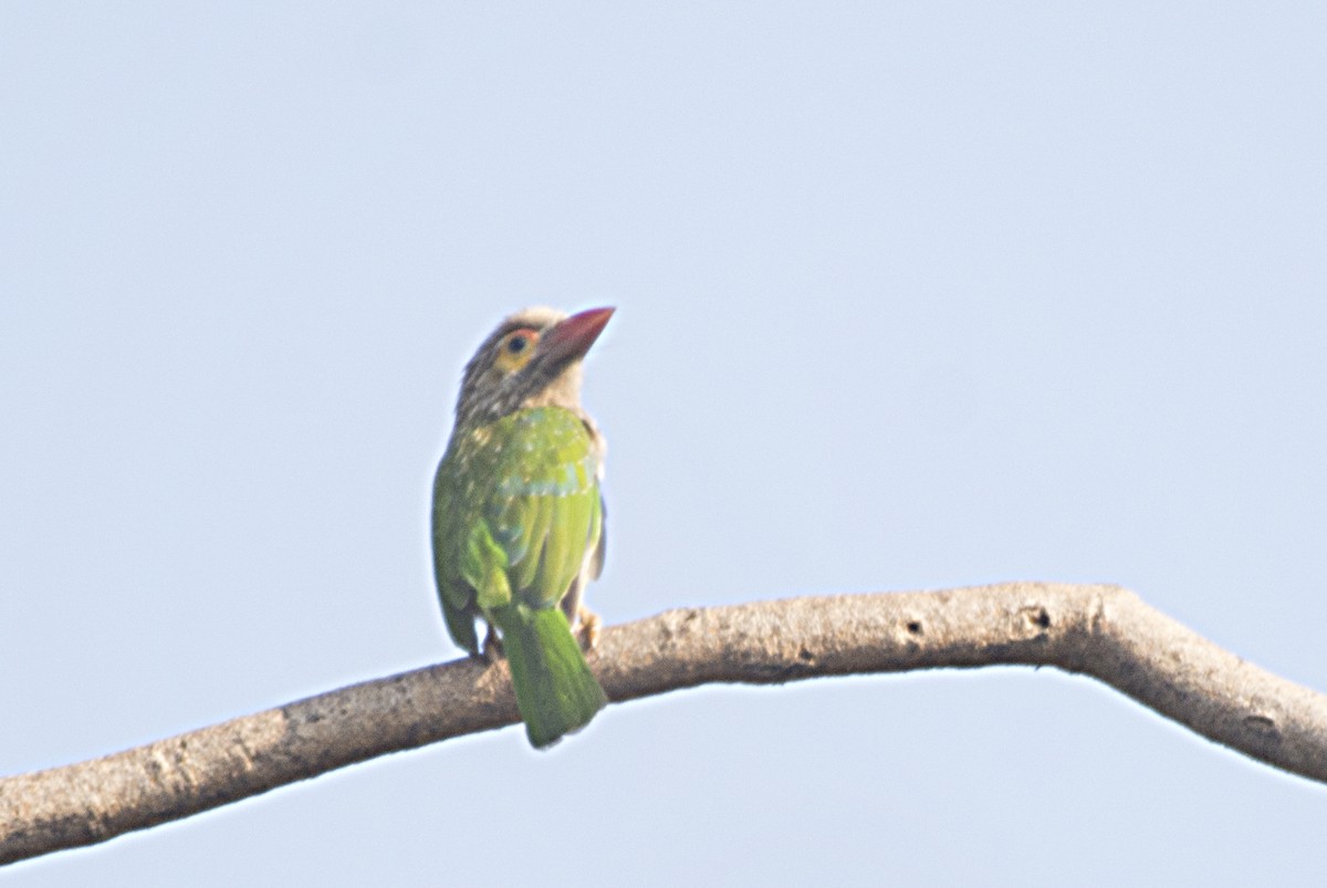 Brown-headed Barbet - ML555001691