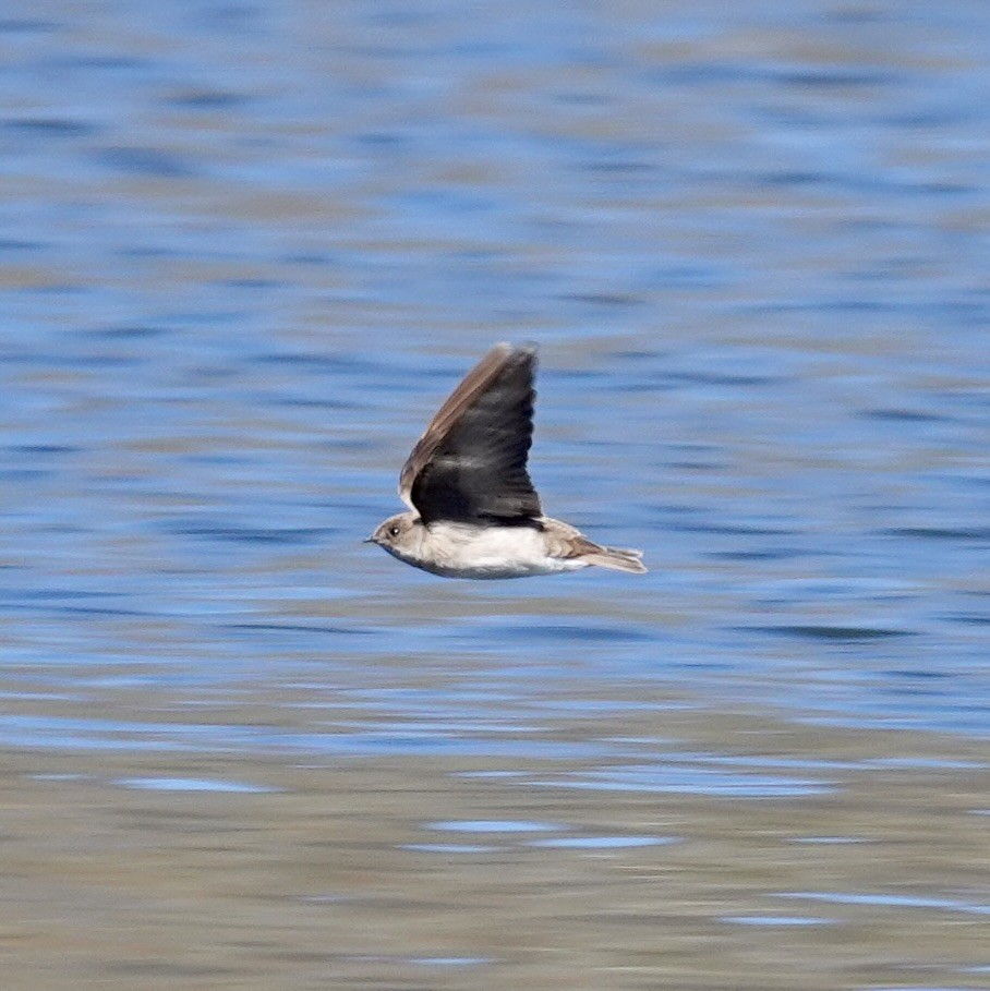 Northern Rough-winged Swallow - ML555001901